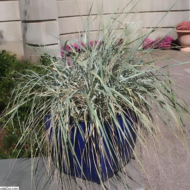 Elymus arenarius 'Blue Dune' ~ Blue Dune Lyme Grass - Delivered By ServeScape