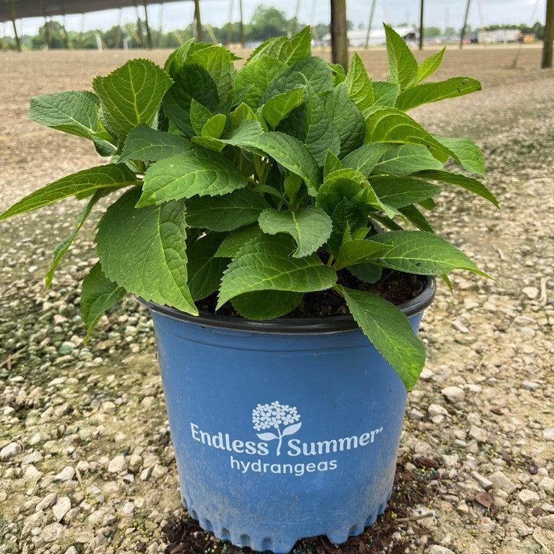 Hydrangea macrophylla 'Bailmer’ ~ Endless Summer® The Original Hydrangea-ServeScape
