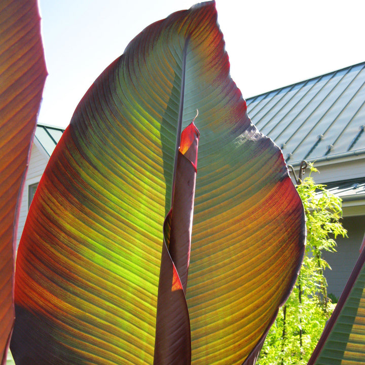 Ensete ventricosum 'Maurelii ~ Red Banana-ServeScape