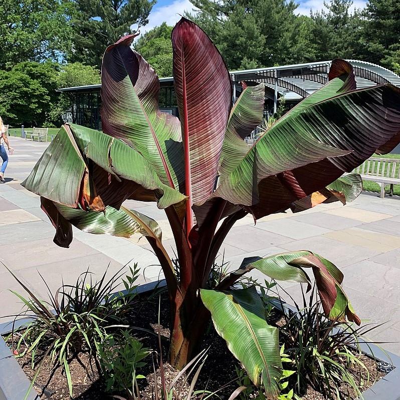 Ensete ventricosum 'Maurelii ~ Red Banana-ServeScape