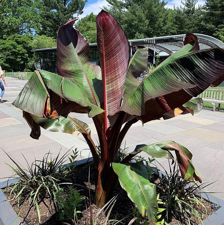 Ensete ventricosum 'Maurelii ~ Red Banana-ServeScape