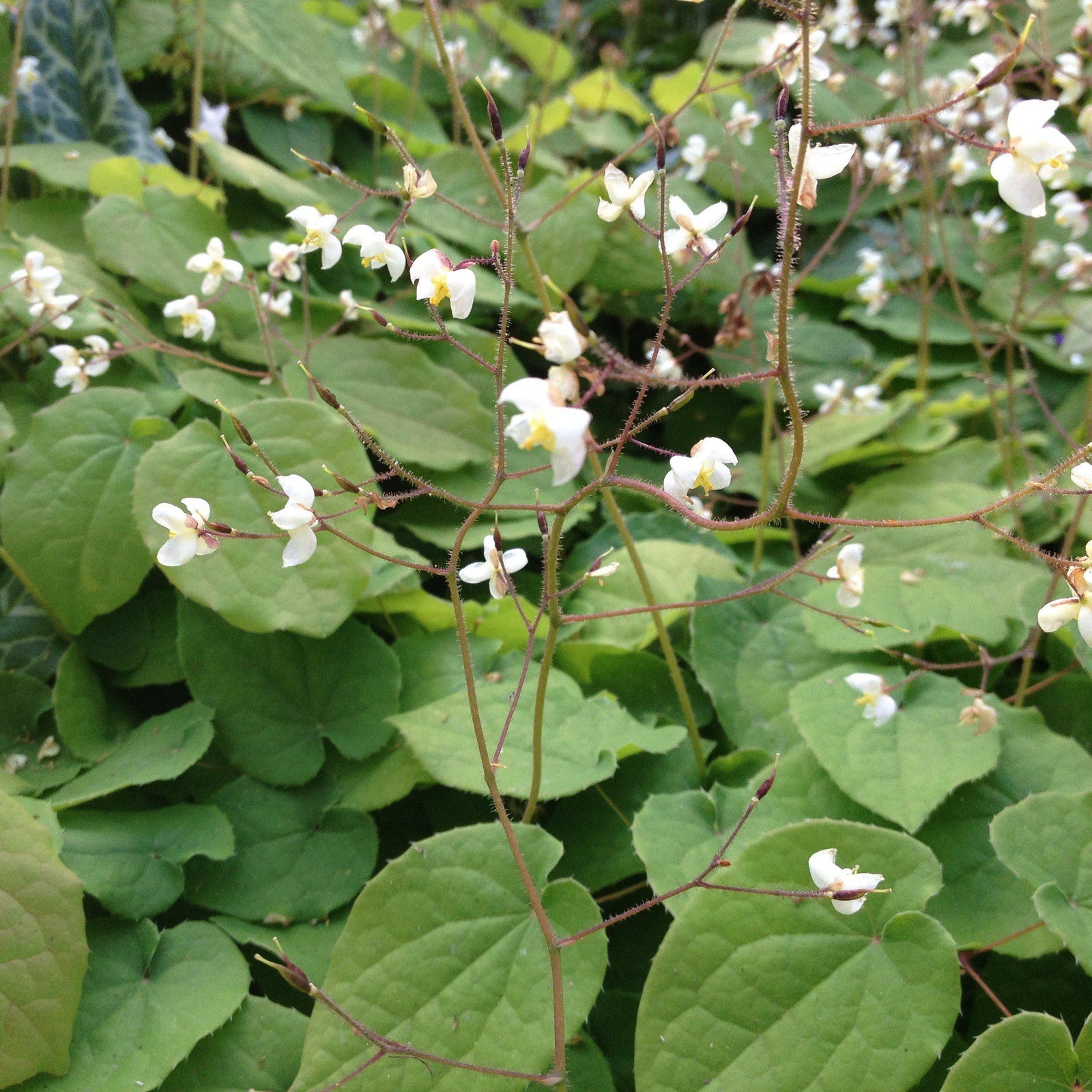 Epimedium 'Conalba' ~ Alabaster™ Bishop's Hat - Delivered By ServeScape