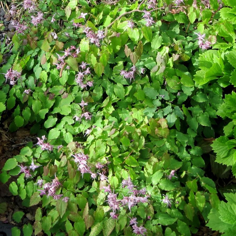 Epimedium grandiflorum 'Lilafee' ~ Lilafee Bishop's Hat-ServeScape