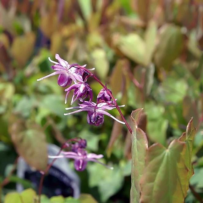 Epimedium grandiflorum 'Lilafee' ~ Lilafee Bishop's Hat - Delivered By ServeScape