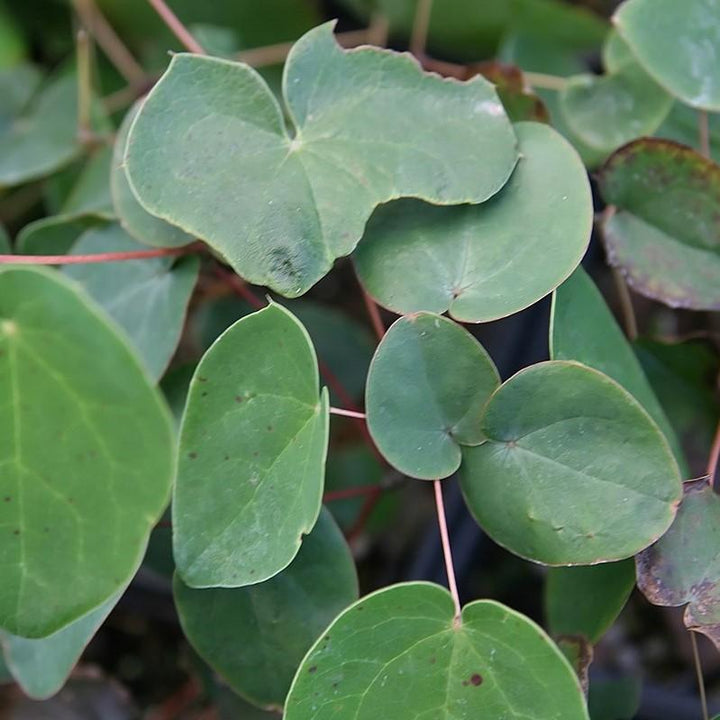 Epimedium grandiflorum 'Lilafee' ~ Lilafee Bishop's Hat-ServeScape