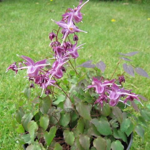 Epimedium grandiflorum 'Lilafee' ~ Lilafee Bishop's Hat-ServeScape