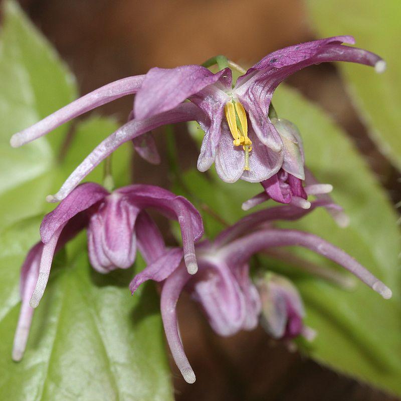 Epimedium grandiflorum 'Pierre's Purple' ~ Pierre's Purple Bishop's Hat-ServeScape