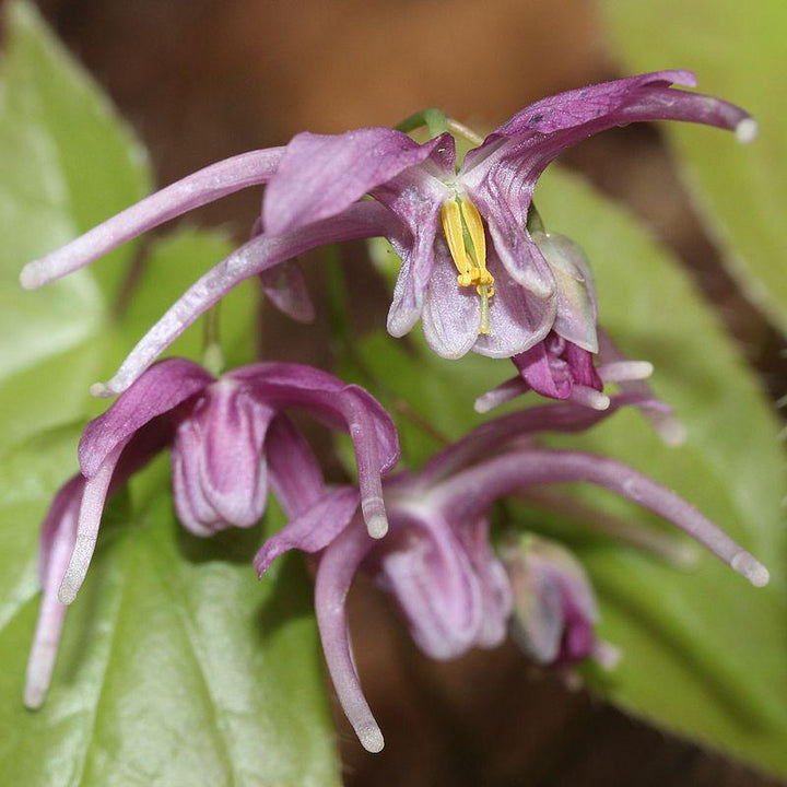 Epimedium grandiflorum 'Pierre's Purple' ~ Pierre's Purple Bishop's Hat-ServeScape