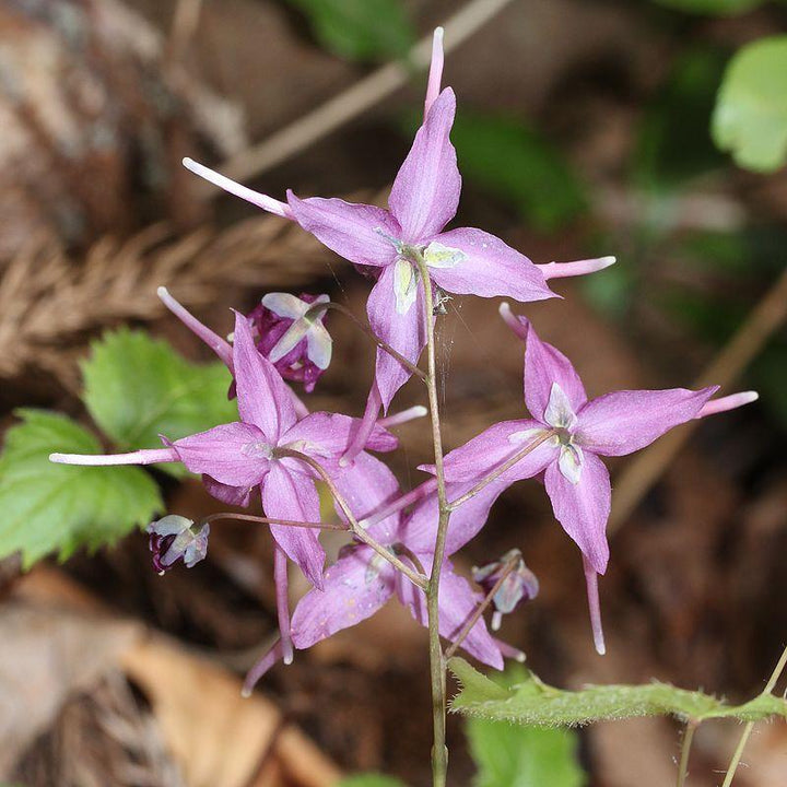 Epimedium grandiflorum 'Pierre's Purple' ~ Pierre's Purple Bishop's Hat - Delivered By ServeScape