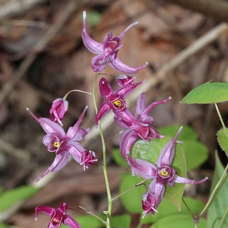 Epimedium grandiflorum 'Pierre's Purple' ~ Pierre's Purple Bishop's Hat-ServeScape