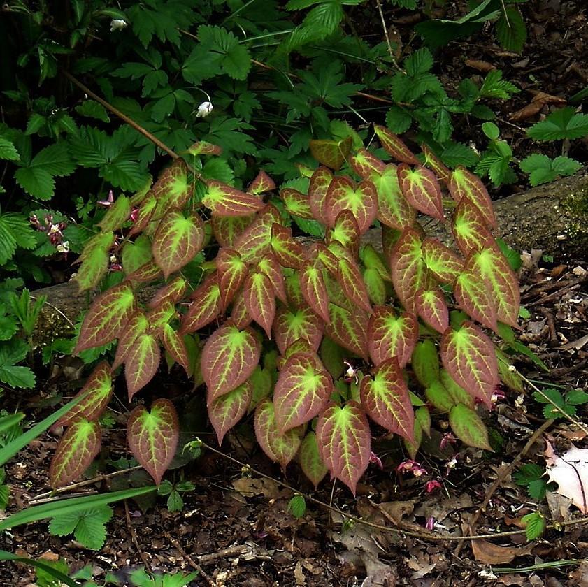 Epimedium rubrum ~ Red Barrenwort, Bishop's Hat-ServeScape