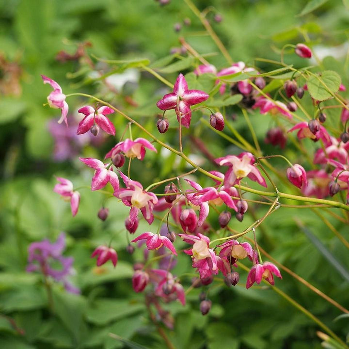 Epimedium rubrum ~ Red Barrenwort, Bishop's Hat-ServeScape