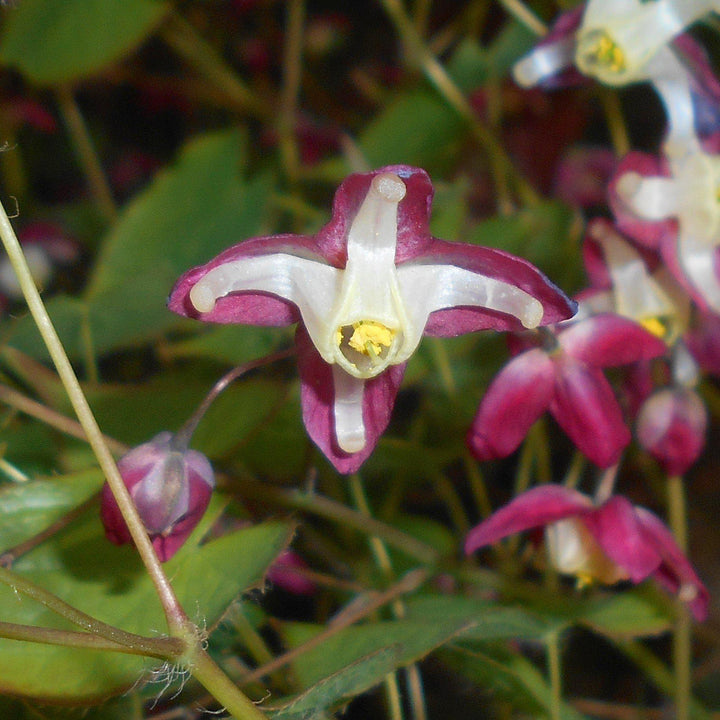 Epimedium rubrum ~ Red Barrenwort, Bishop's Hat - Delivered By ServeScape
