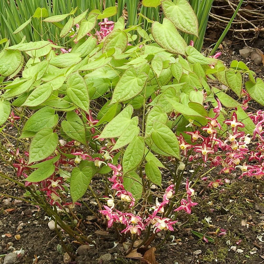 Epimedium rubrum ~ Red Barrenwort, Bishop's Hat-ServeScape