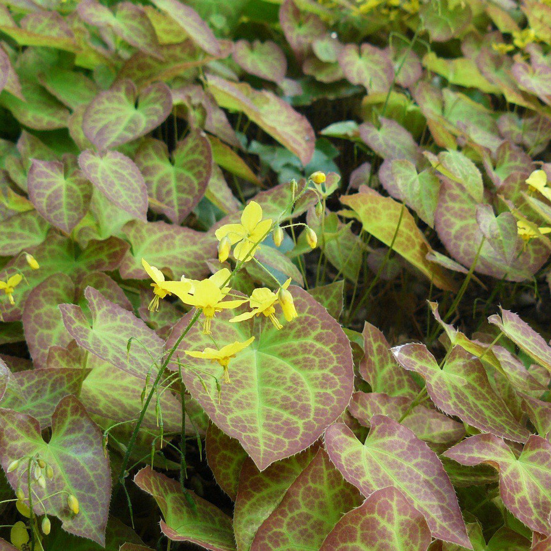Epimedium versicolor 'Sulphureum' ~ Sulphureum Bishop's Hat - Delivered By ServeScape