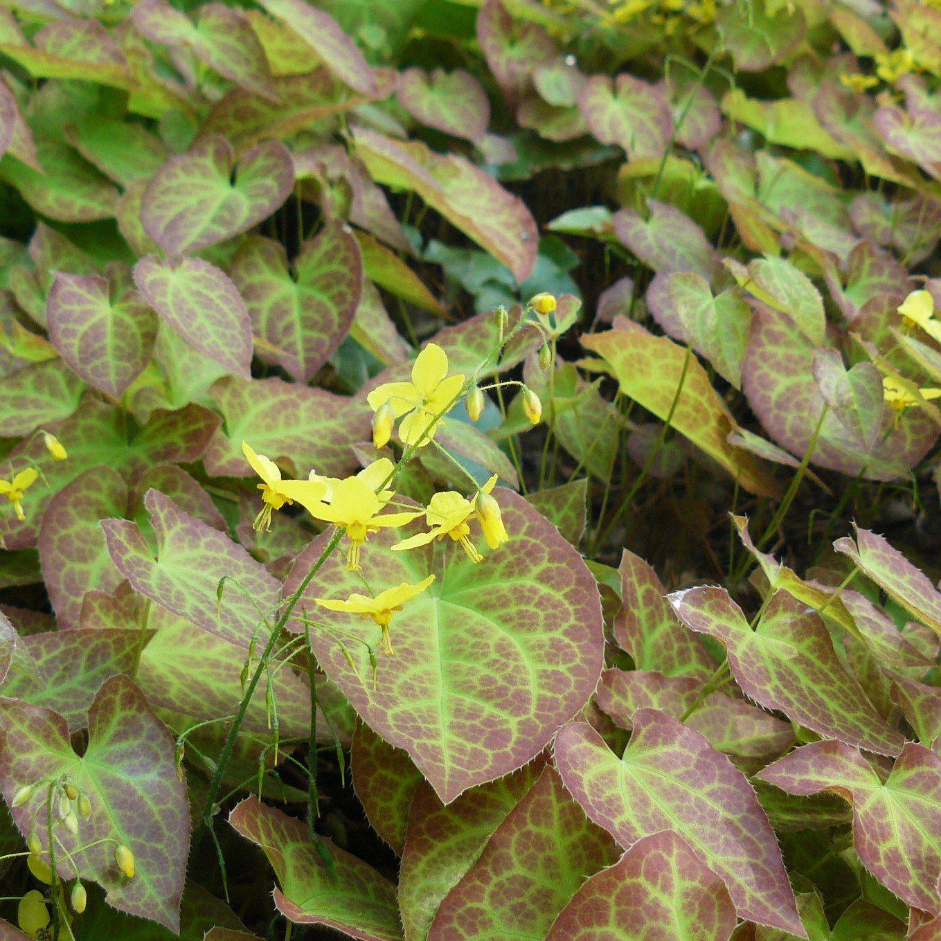 Epimedium versicolor 'Sulphureum' ~ Sulphureum Bishop's Hat - Delivered By ServeScape