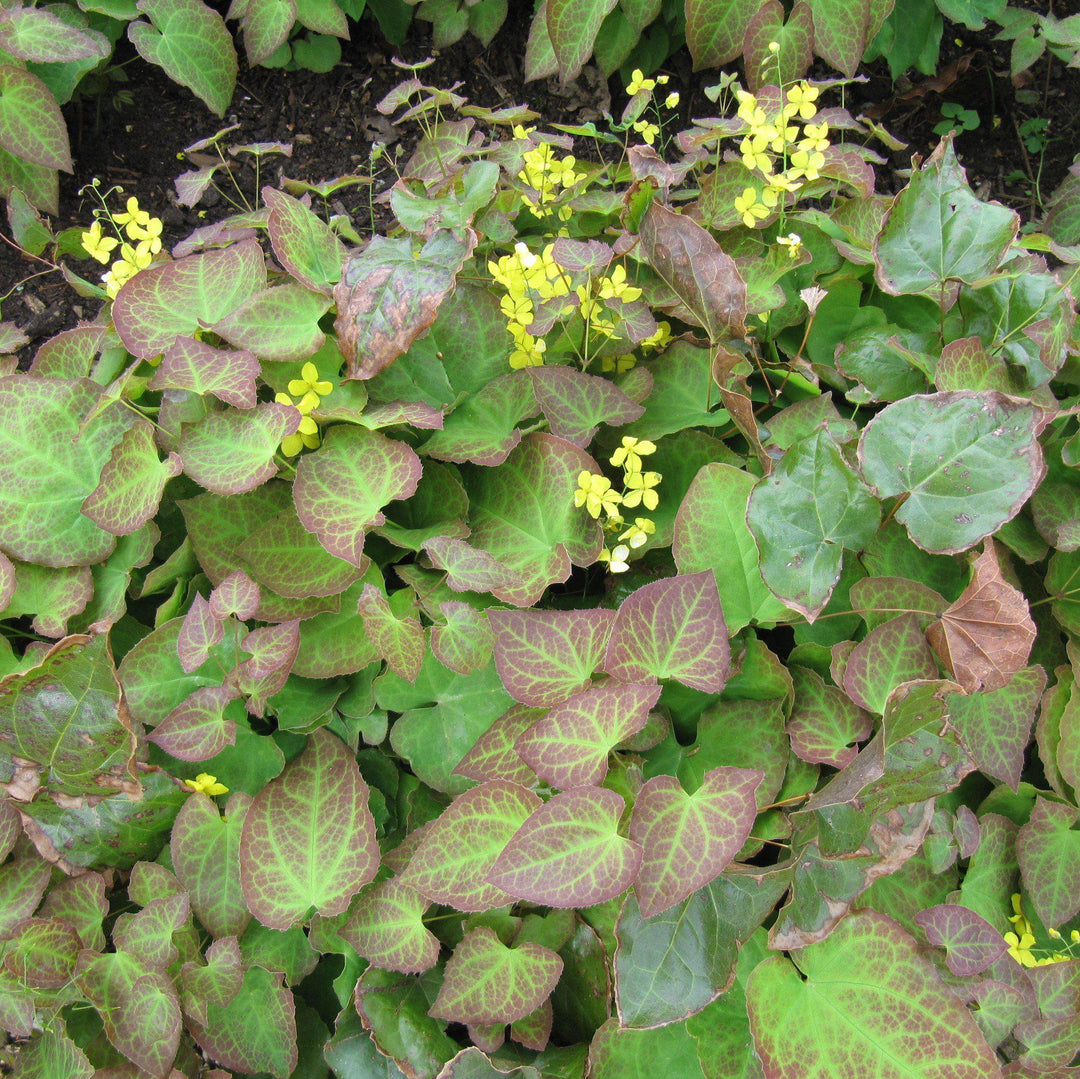 Epimedium x perralchicum'Frohnleiten' ~ Frohnleiten Barrenwort, Bishop's Hat-ServeScape