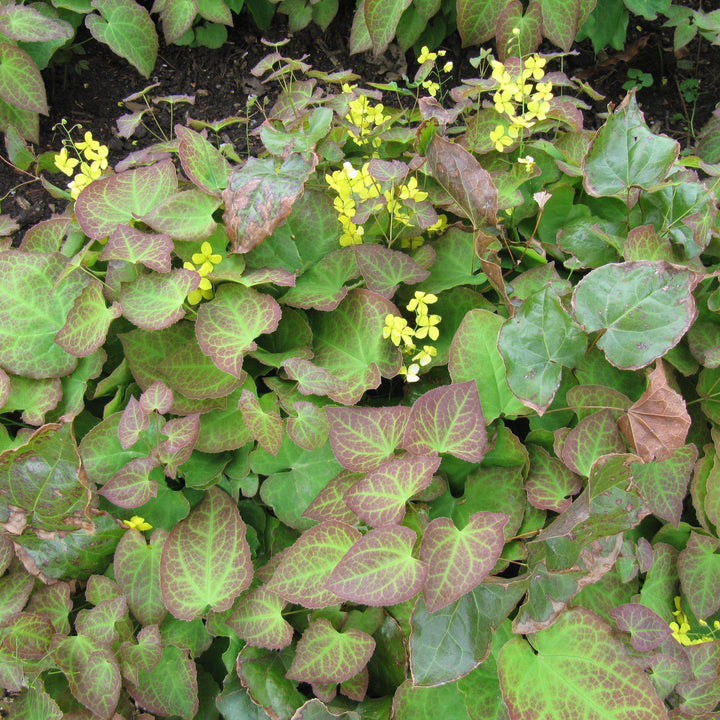 Epimedium x perralchicum'Frohnleiten' ~ Frohnleiten Barrenwort, Bishop's Hat-ServeScape