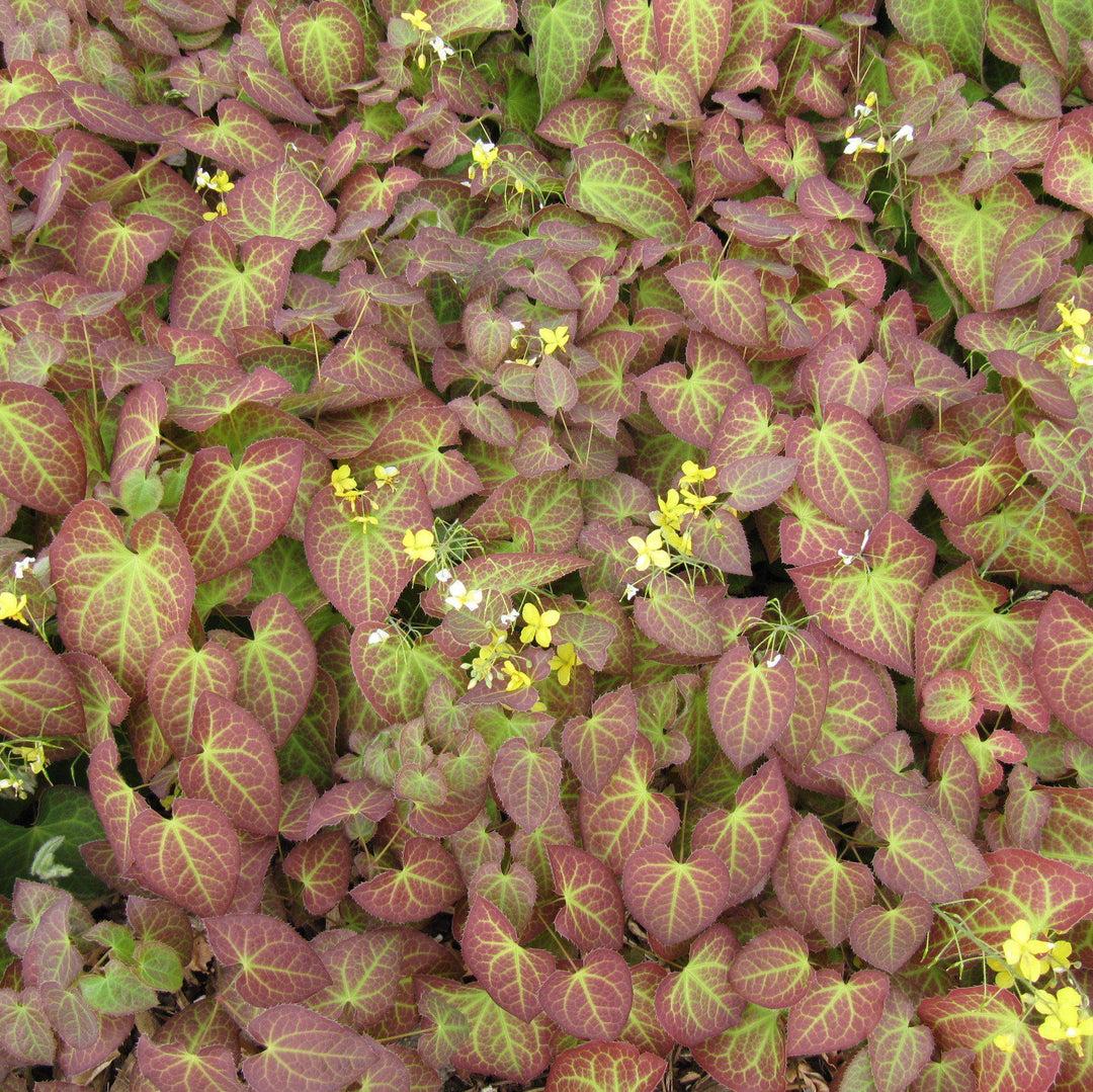 Epimedium x perralchicum'Frohnleiten' ~ Frohnleiten Barrenwort, Bishop's Hat-ServeScape