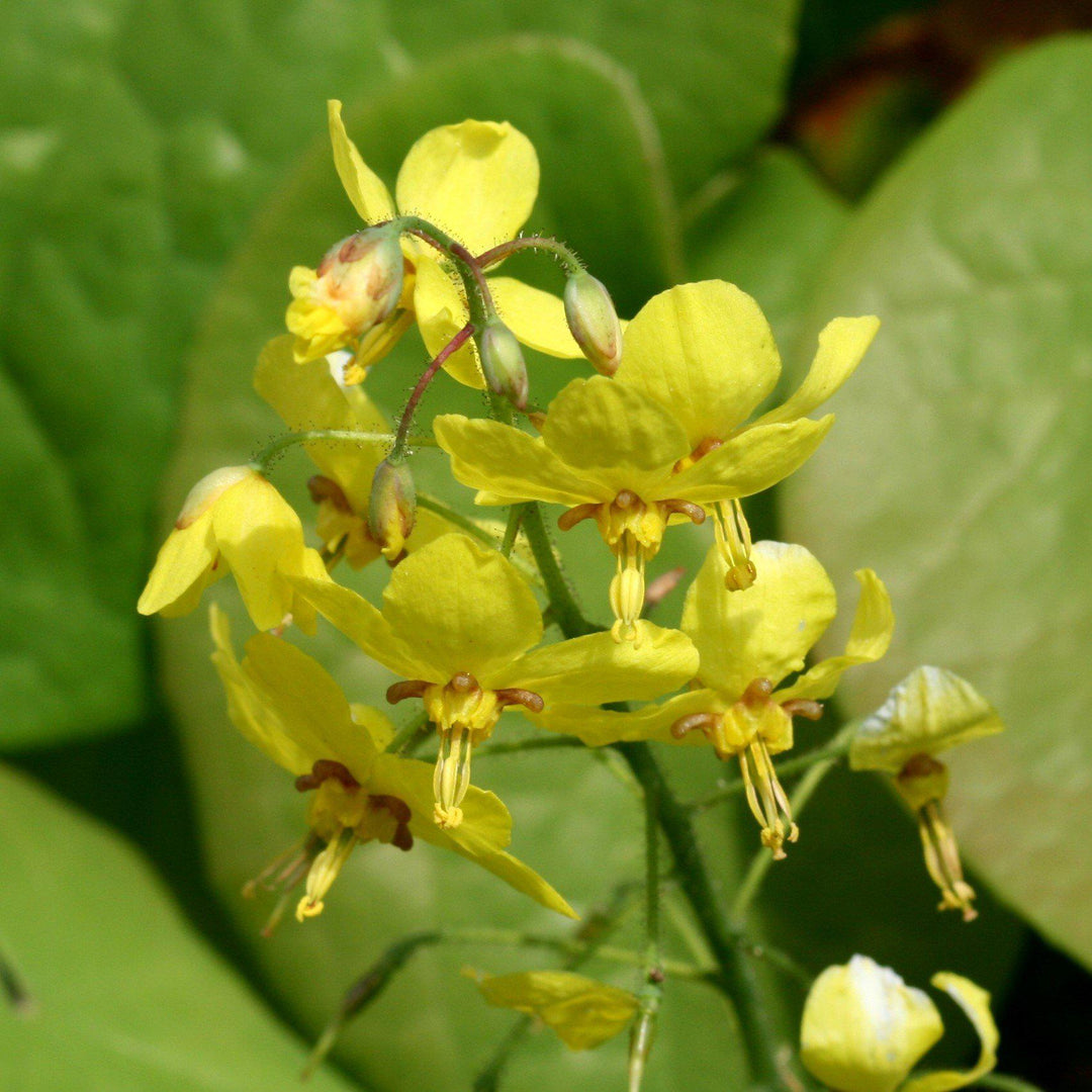 Epimedium x perralchicum'Frohnleiten' ~ Frohnleiten Barrenwort, Bishop's Hat-ServeScape