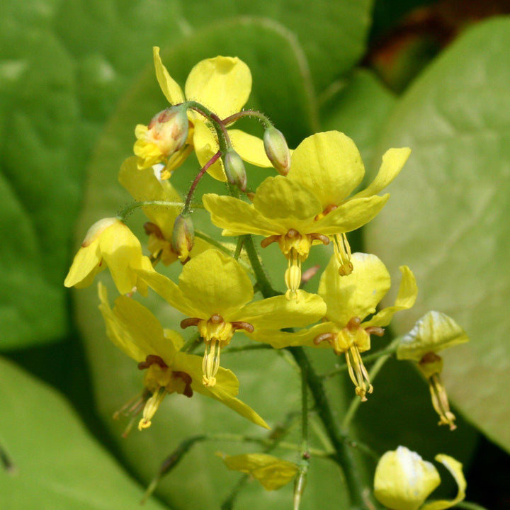 Epimedium x perralchicum'Frohnleiten' ~ Frohnleiten Barrenwort, Bishop's Hat-ServeScape