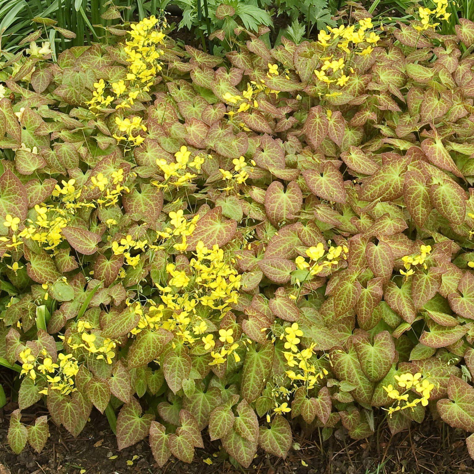 Epimedium x perralchicum'Frohnleiten' ~ Frohnleiten Barrenwort, Bishop's Hat - Delivered By ServeScape