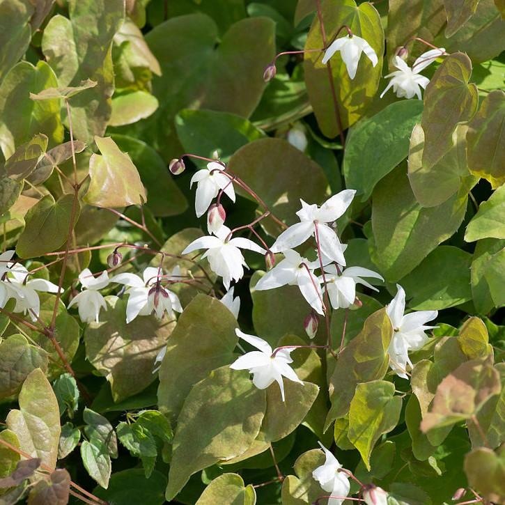 Epimedium x youngianum 'Niveum' ~ Niveum Bishop's Hat-ServeScape