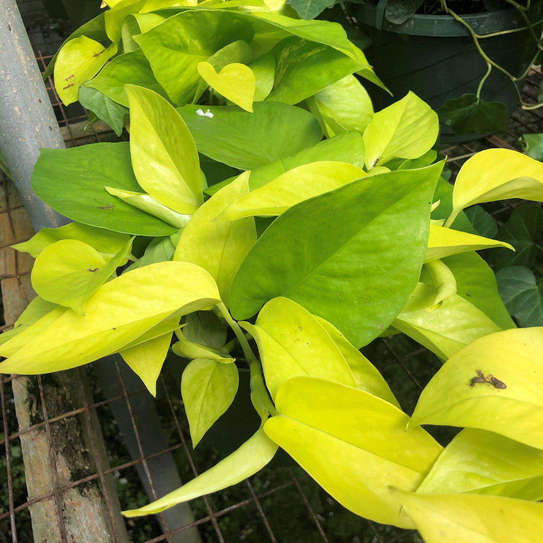 Epipremnum giganteum 'Lemon Lime' ~ Lemon Lime Pothos-ServeScape