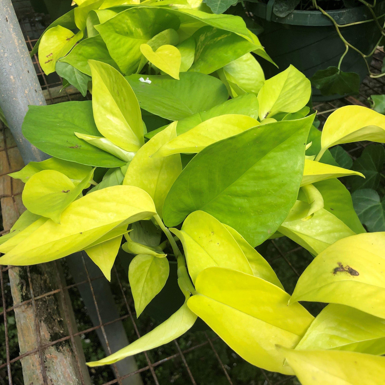 Epipremnum giganteum 'Lemon Lime' ~ Lemon Lime Pothos-ServeScape