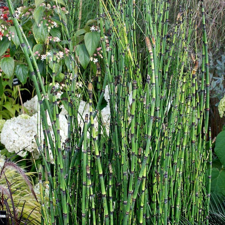 Equisetum hyemale ~ Rough Horsetail, Scouring Rush-ServeScape