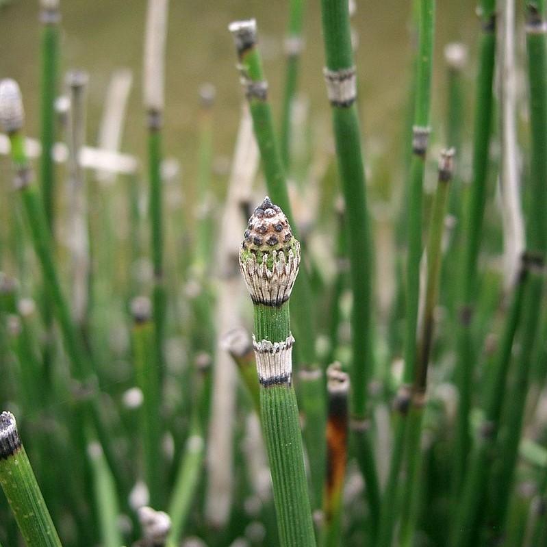 Equisetum hyemale ~ Rough Horsetail, Scouring Rush-ServeScape