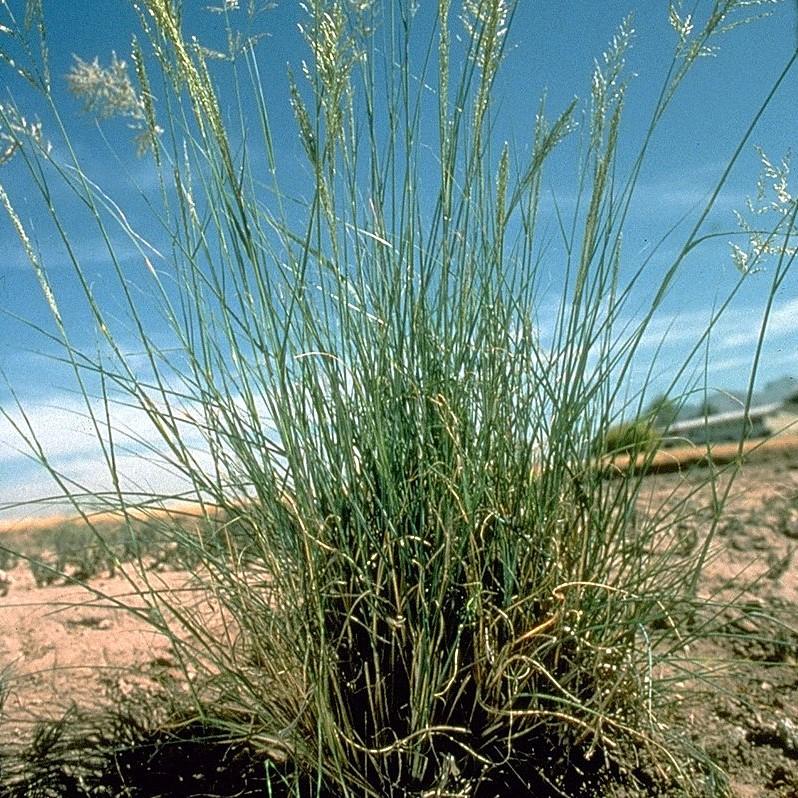 Eragrostis curvula ~ Weeping Love Grass-ServeScape