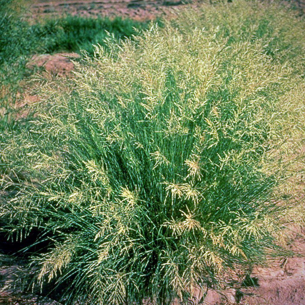 Eragrostis curvula ~ Weeping Love Grass - Delivered By ServeScape