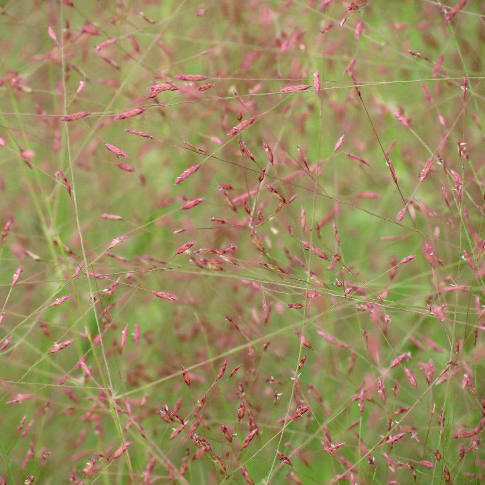 Eragrostis spectabilis ~ Purple Lovegrass-ServeScape