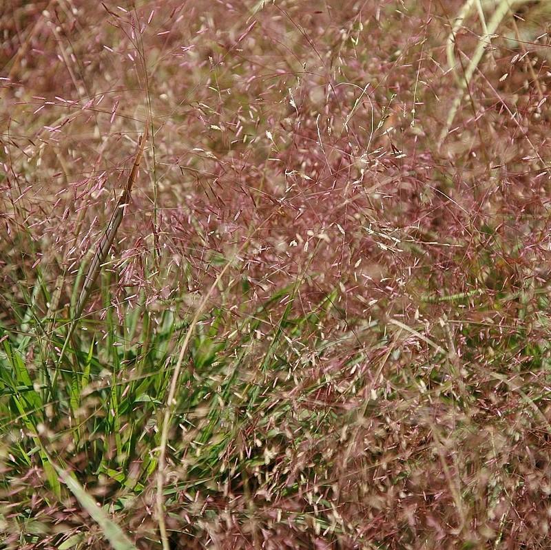 Eragrostis spectabilis ~ Purple Lovegrass-ServeScape