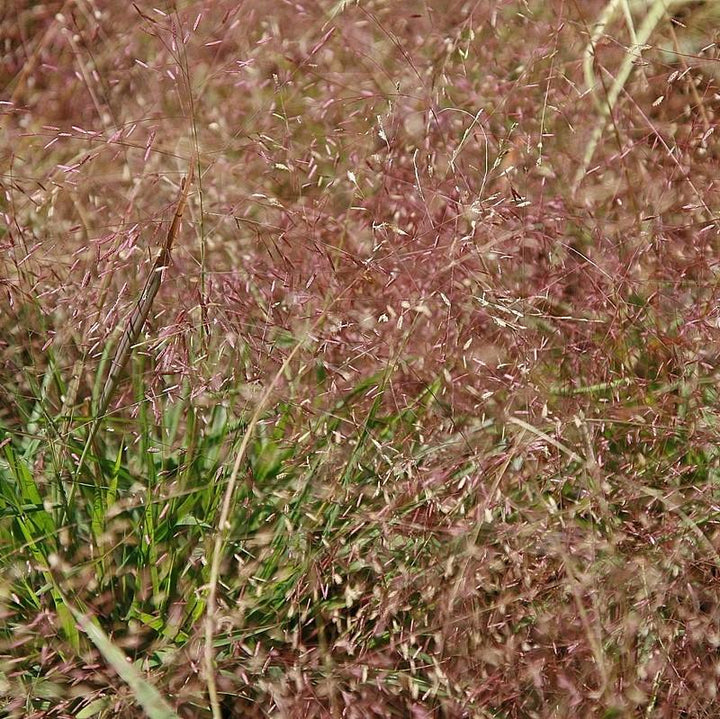 Eragrostis spectabilis ~ Purple Lovegrass-ServeScape
