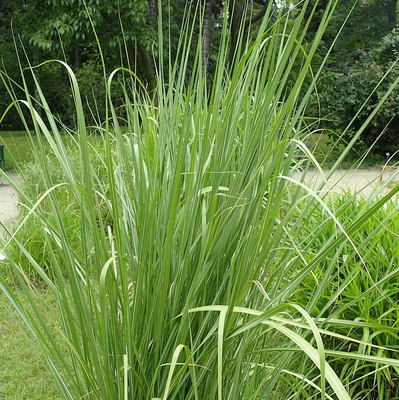 Erianthus ravennae ~ Hardy Pampas Grass, Ravenna Grass-ServeScape