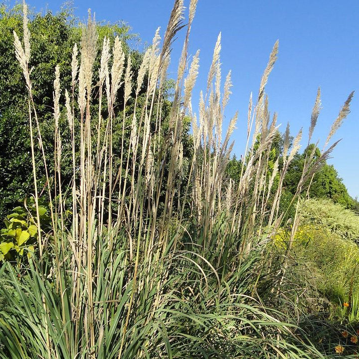 Erianthus ravennae ~ Hardy Pampas Grass, Ravenna Grass-ServeScape