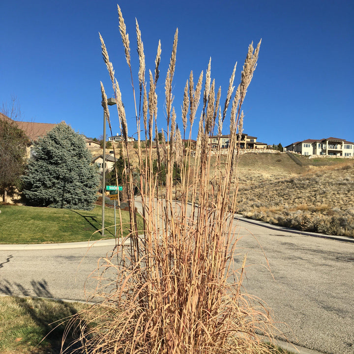 Erianthus ravennae ~ Hardy Pampas Grass, Ravenna Grass-ServeScape