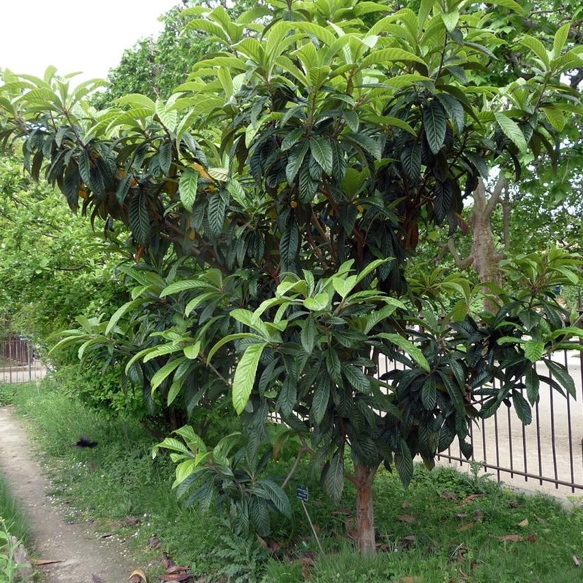 Eriobotrya japonica ~ Loquat-ServeScape