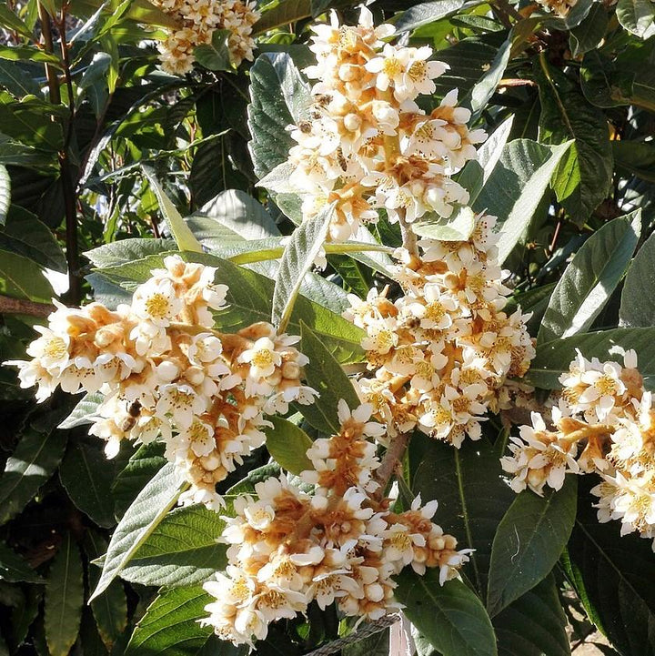 Eriobotrya japonica ~ Loquat-ServeScape