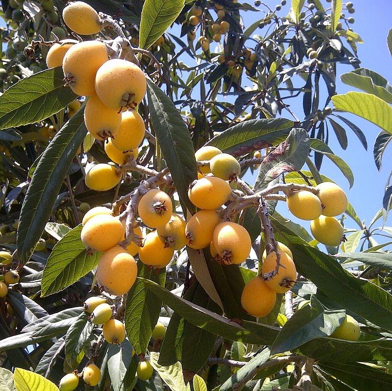 Eriobotrya japonica ~ Loquat-ServeScape