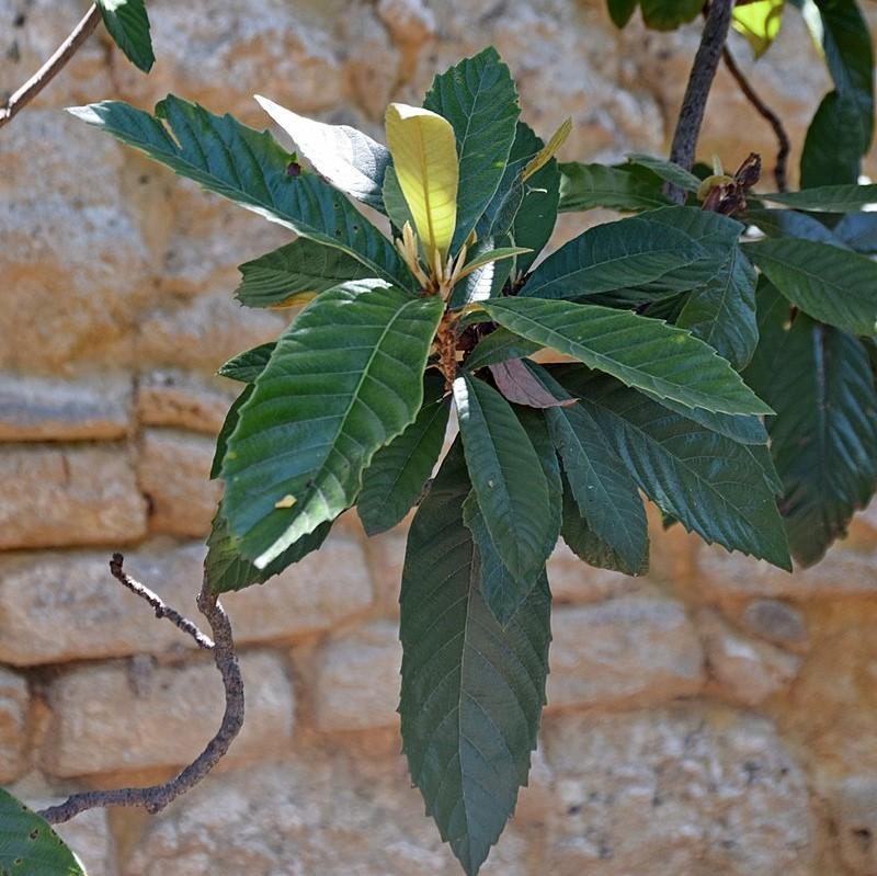Eriobotrya japonica ~ Loquat-ServeScape
