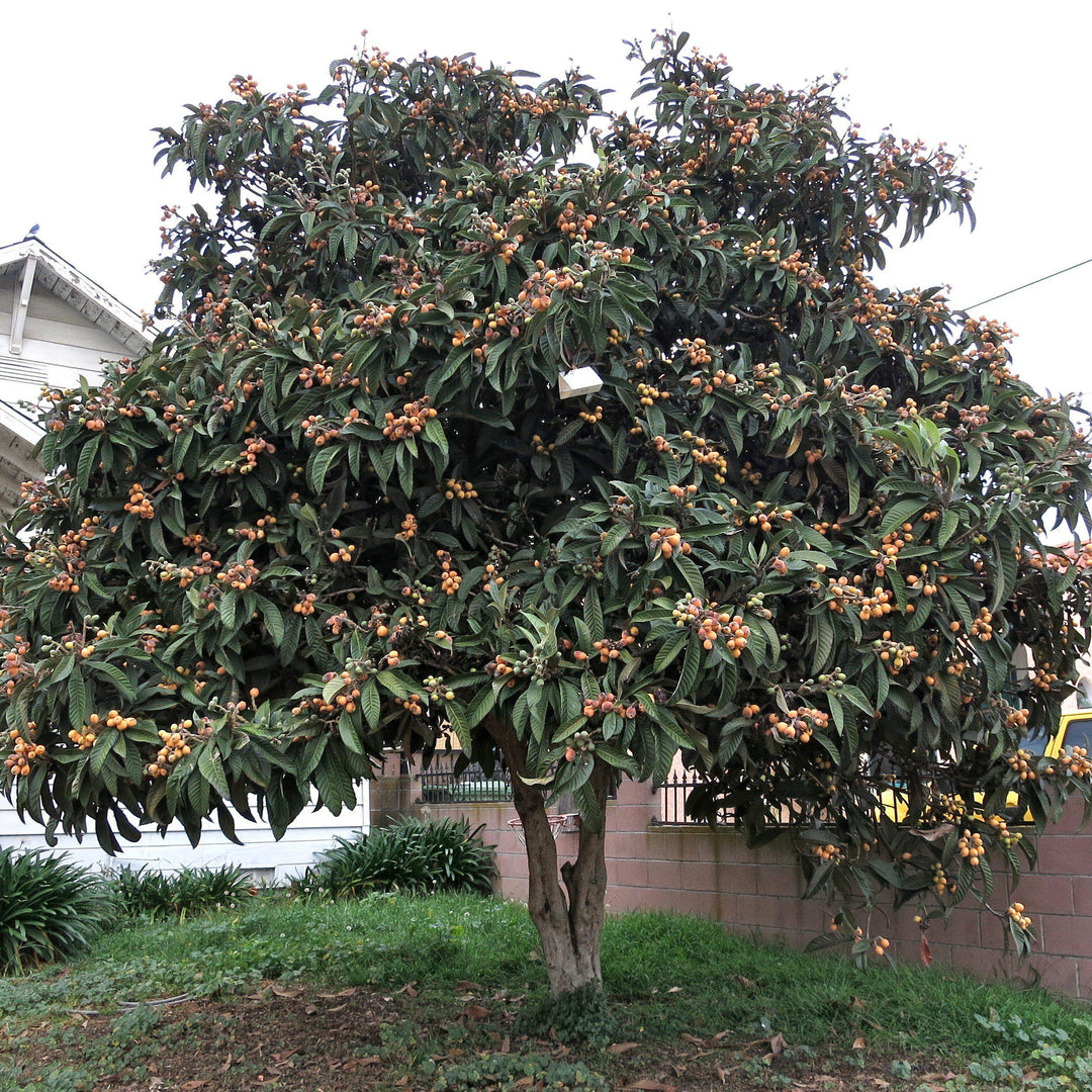 Eriobotrya japonica ~ Loquat-ServeScape