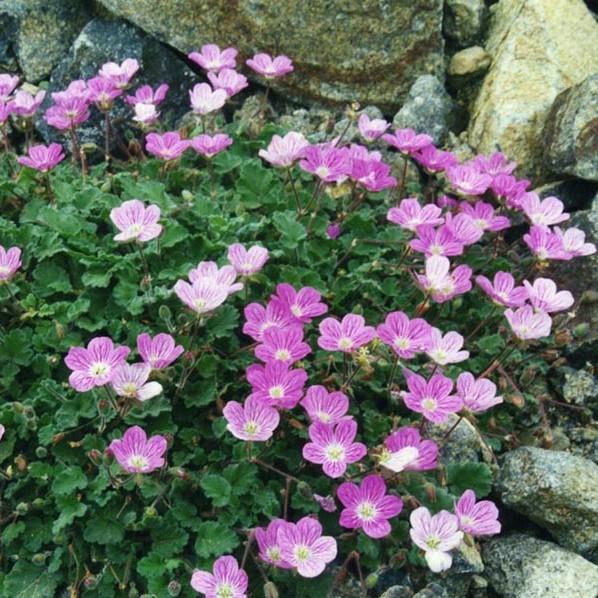 Erodium variabile 'Bishop's Form' ~ Bishop's Form Cranesbill-ServeScape