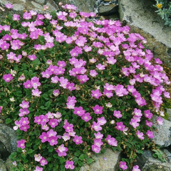 Erodium variabile 'Bishop's Form' ~ Bishop's Form Cranesbill - Delivered By ServeScape