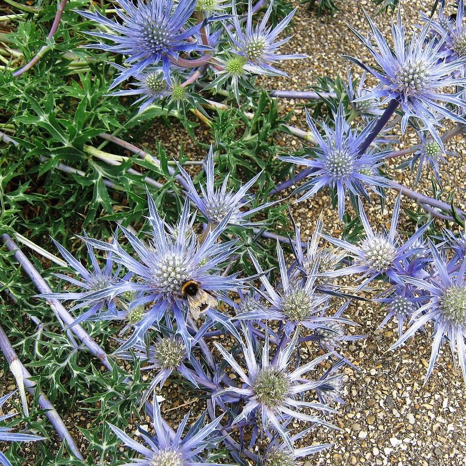 Eryngium planum 'Blue Hobbit' ~ Blue Hobbit Sea Holly-ServeScape