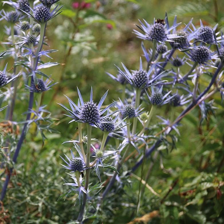 Eryngium planum 'Blue Hobbit' ~ Blue Hobbit Sea Holly-ServeScape