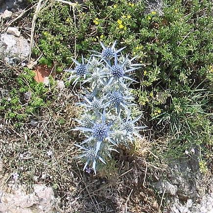 Eryngium planum 'Blue Hobbit' ~ Blue Hobbit Sea Holly-ServeScape