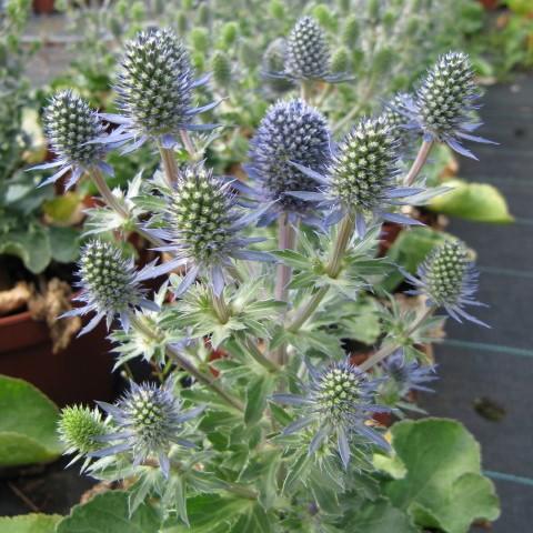 Eryngium planum 'Blue Hobbit' ~ Blue Hobbit Sea Holly - Delivered By ServeScape